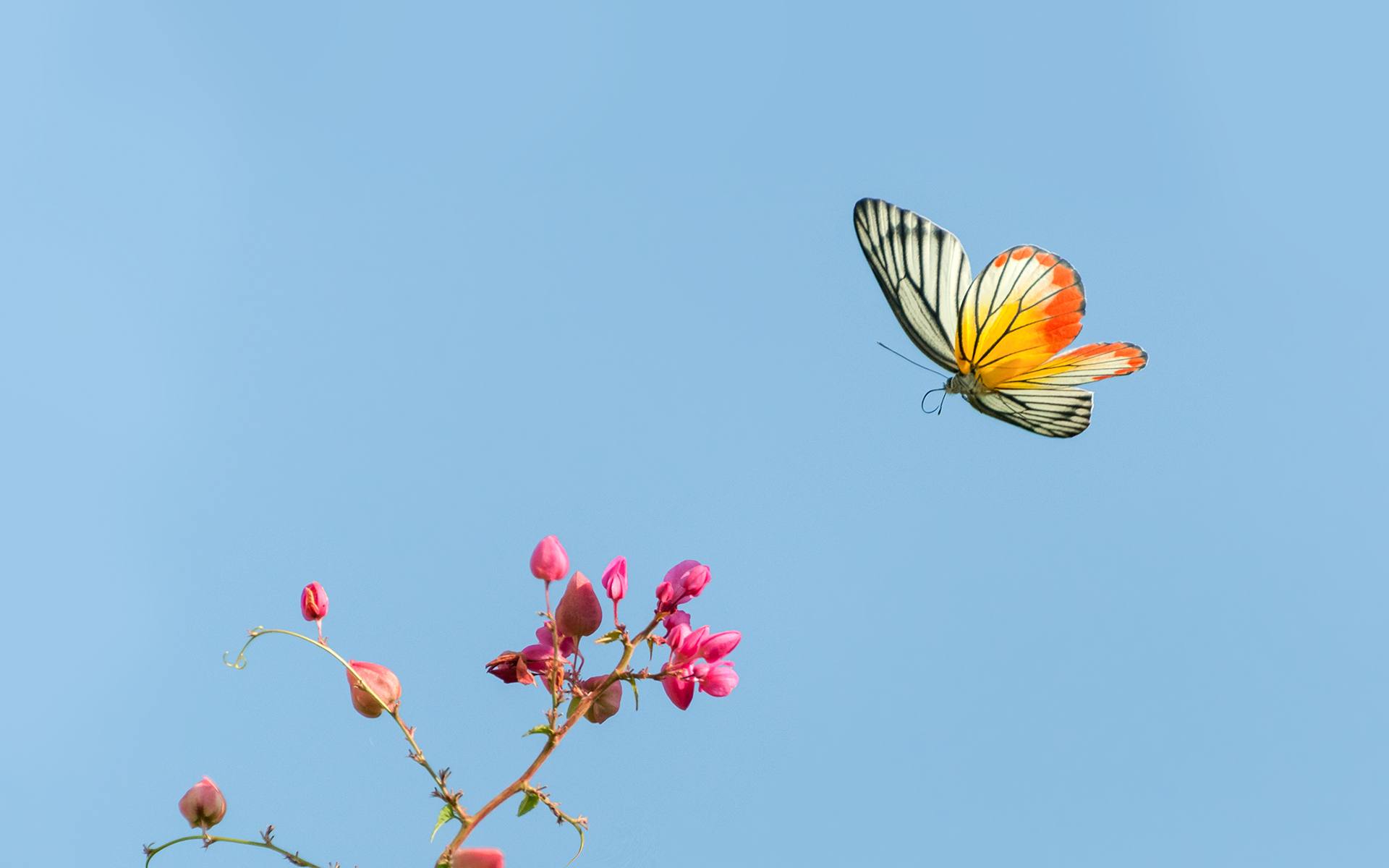 butterfly landing on flower