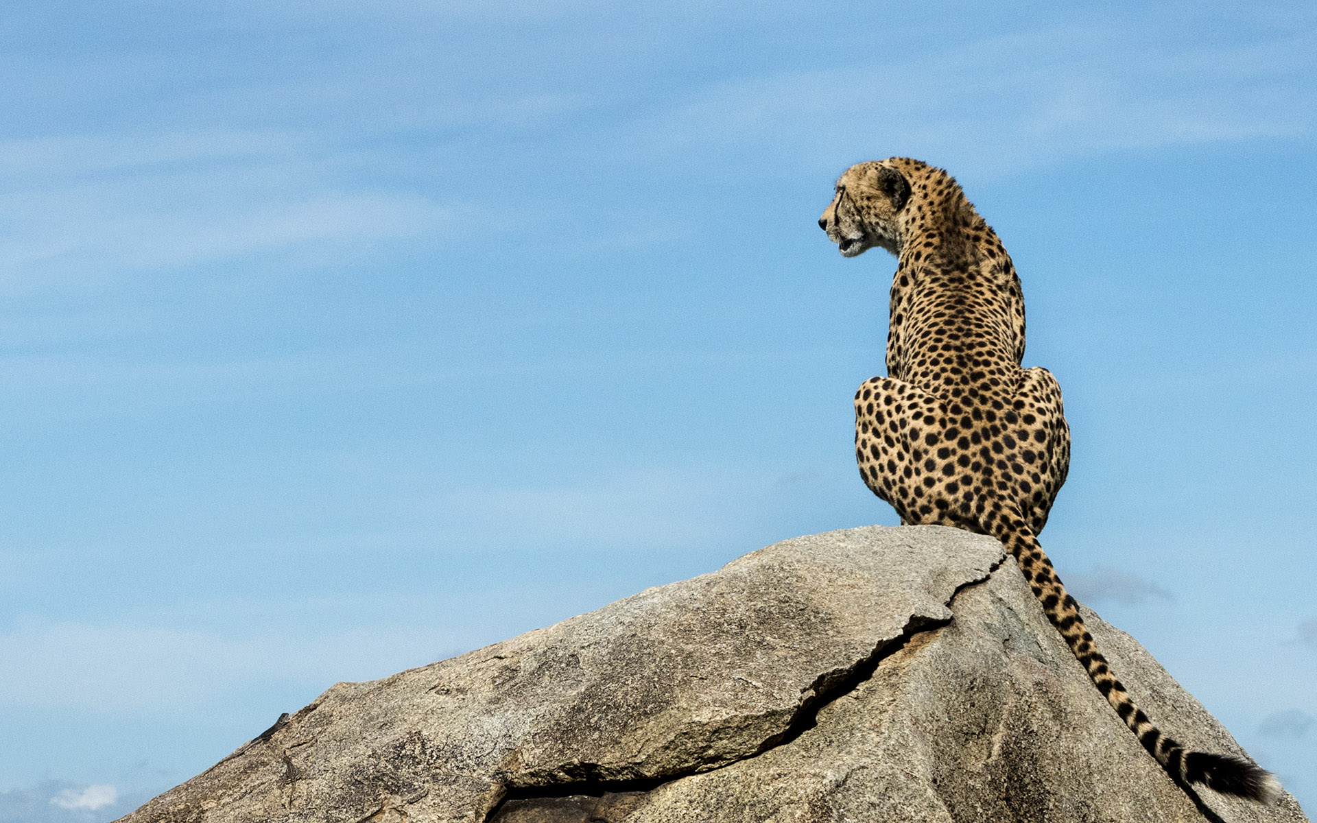 cheetah on rock