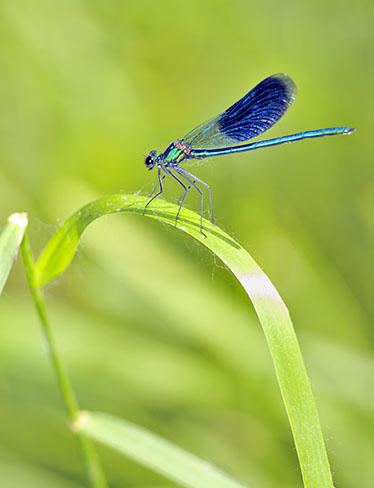 dragonfly landing on grass