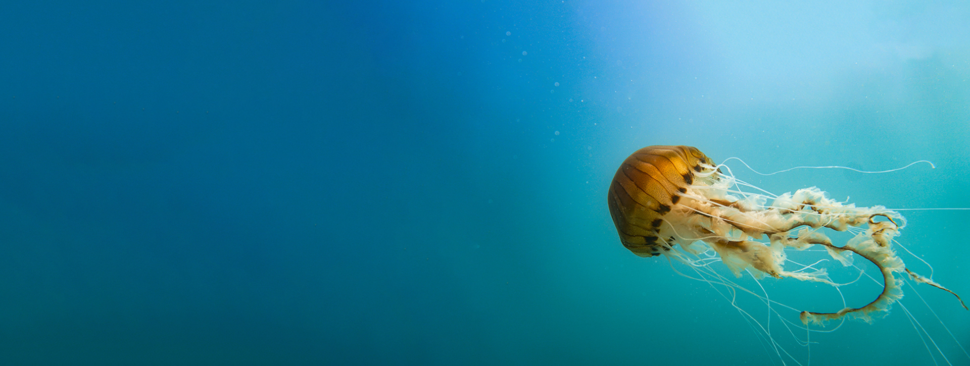 jellyfish underwater in blue sea