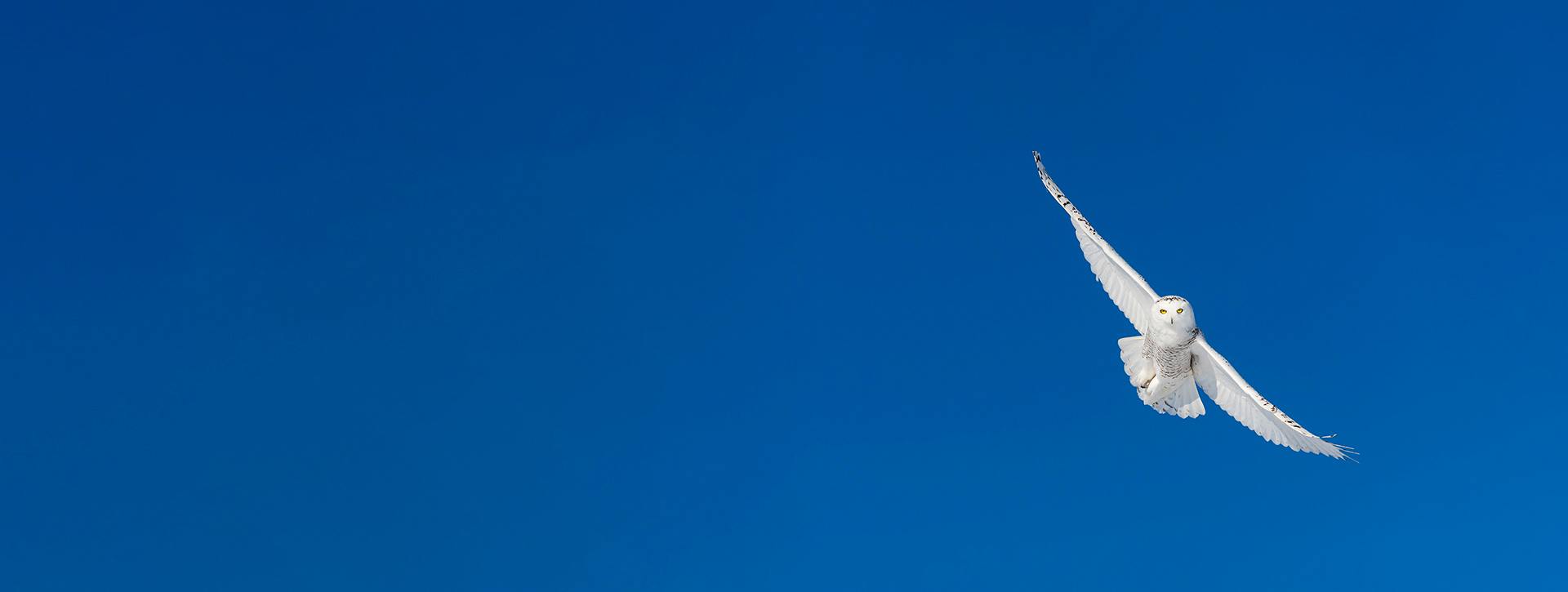 snowy owl in flight against blue sky