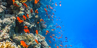 orange fishes swimming near coral