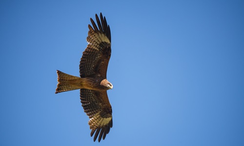 Hawk Over head Data Protection