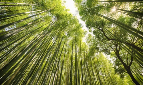 bamboo trees