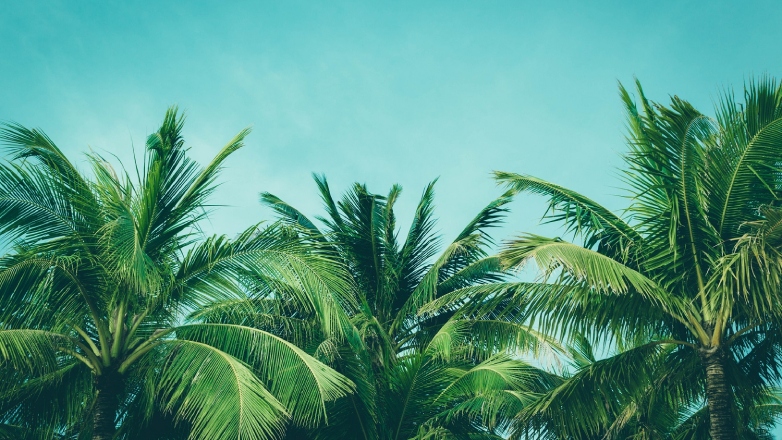 palm trees, blue sky