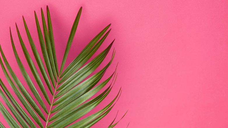 Palm leaf on pink background